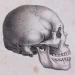 Ossements présumés